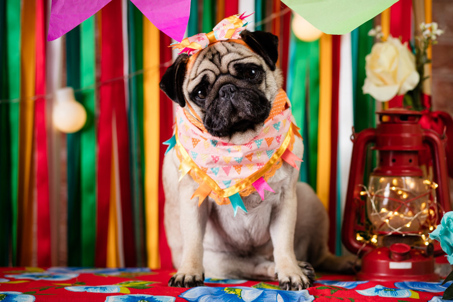 pandora pug ensaio fotografico pet festa junina santo chico fotografia pet estudio em campinas