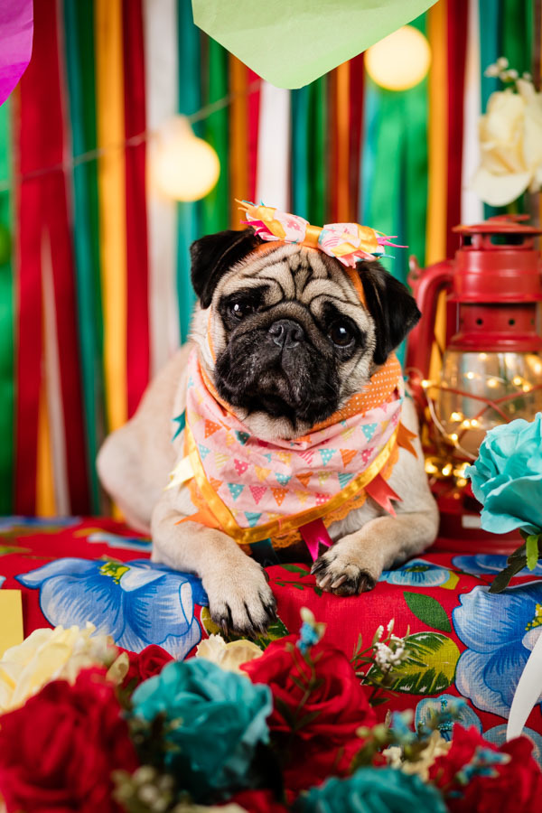 pandora pug ensaio fotografico pet festa junina santo chico fotografia pet estudio em campinas