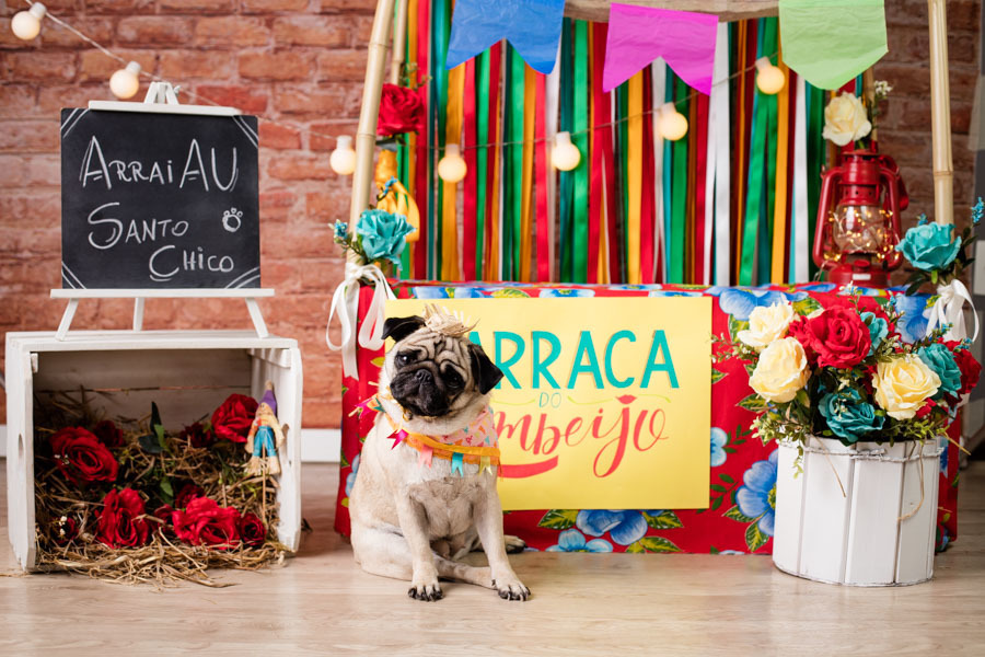 pandora pug ensaio fotografico pet festa junina santo chico fotografia pet estudio em campinas