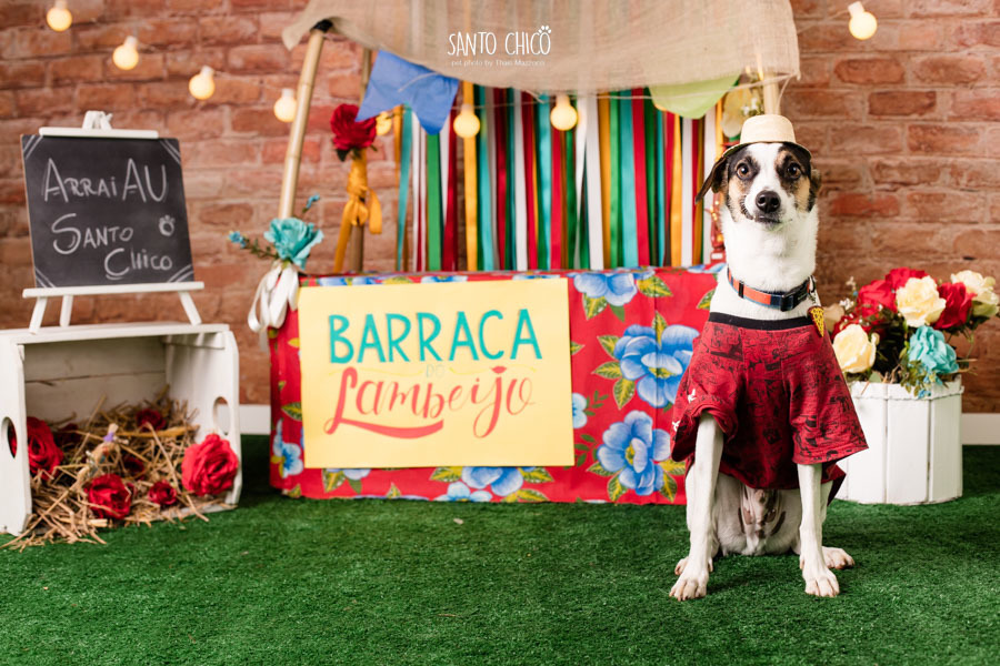 barraca-lambeijo-arraia-padaria-pet-campinas-cambui-festa-junina-santo-chico-fotografia-ensaio-cachorro