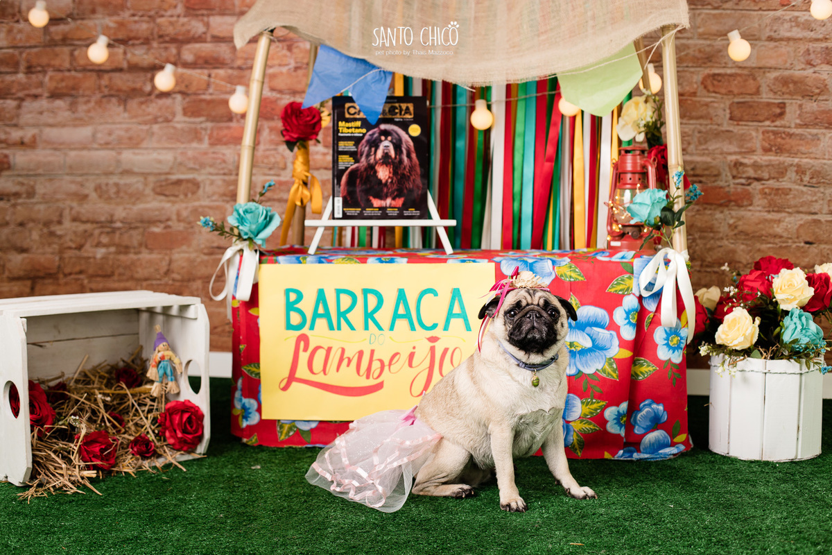 barraca-lambeijo-arraia-padaria-pet-campinas-cambui-festa-junina-santo-chico-fotografia-ensaio-cachorro