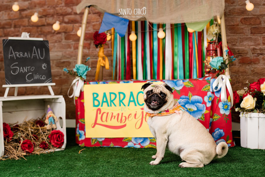 barraca-lambeijo-arraia-padaria-pet-campinas-cambui-festa-junina-santo-chico-fotografia-ensaio-cachorro