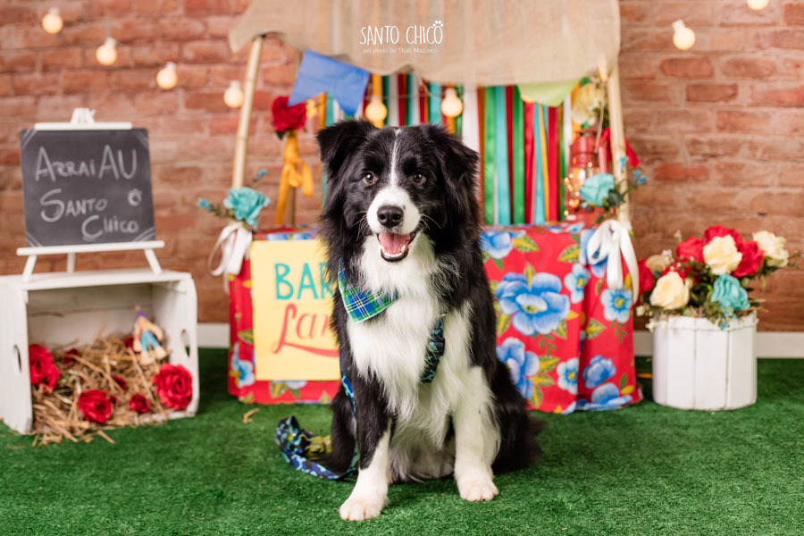 barraca-lambeijo-arraia-padaria-pet-campinas-cambui-festa-junina-santo-chico-fotografia-ensaio-cachorro