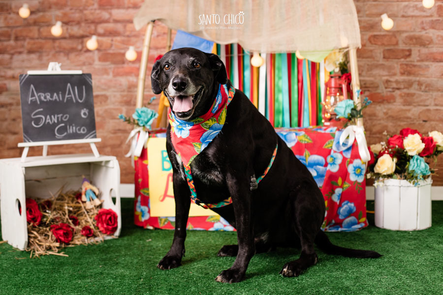 barraca-lambeijo-arraia-padaria-pet-campinas-cambui-festa-junina-santo-chico-fotografia-ensaio-cachorro