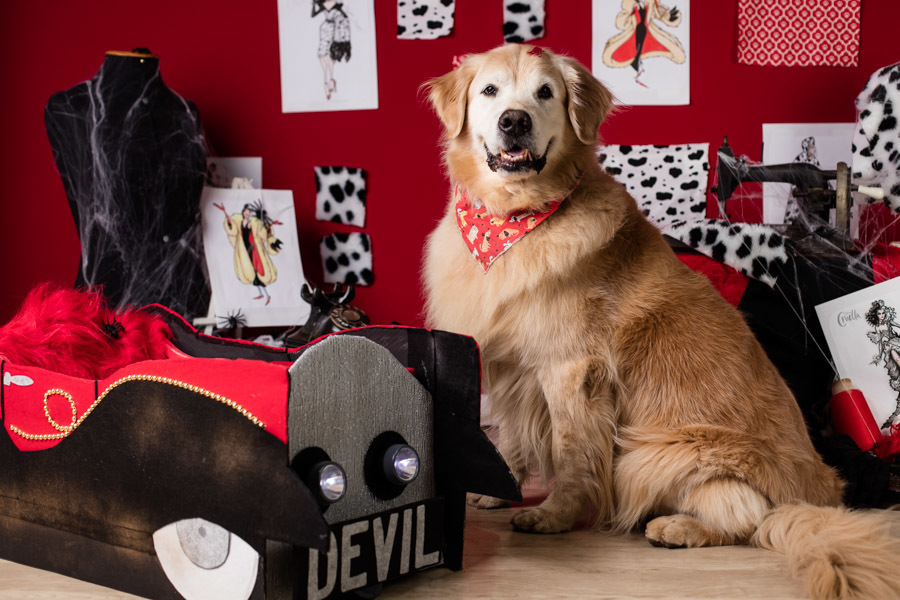 ensaio halloween pet dia das bruxas cruella disney santo chico fotografia animal 