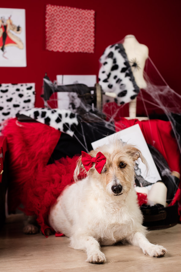 ensaio halloween pet dia das bruxas cruella disney santo chico fotografia animal 