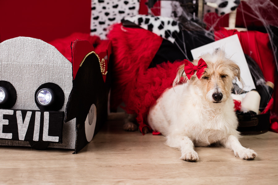 ensaio halloween pet dia das bruxas cruella disney santo chico fotografia animal 