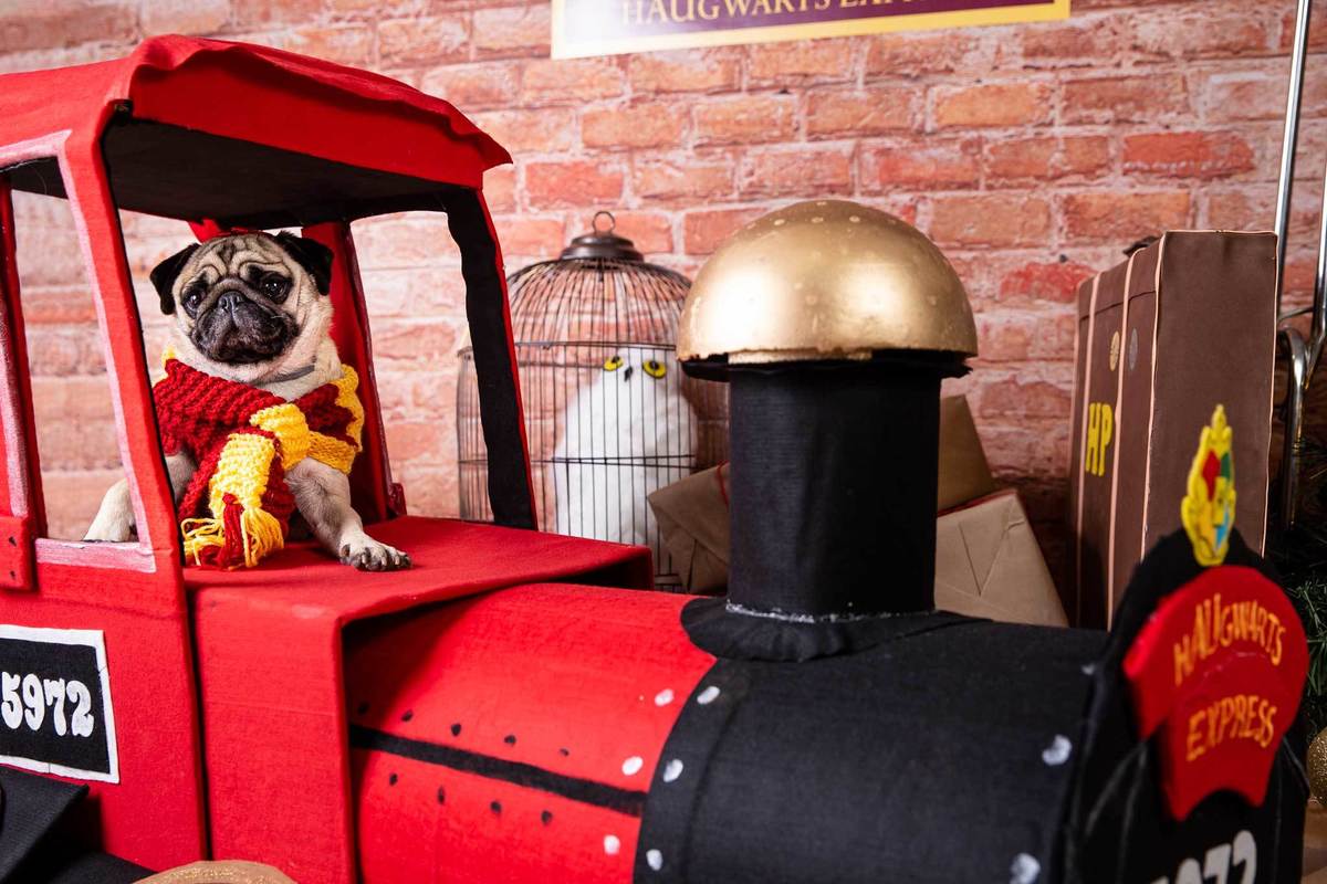 ensaio-natal-fotografia-pet-natalino-harry-potter-fotografa-estudio-campinas