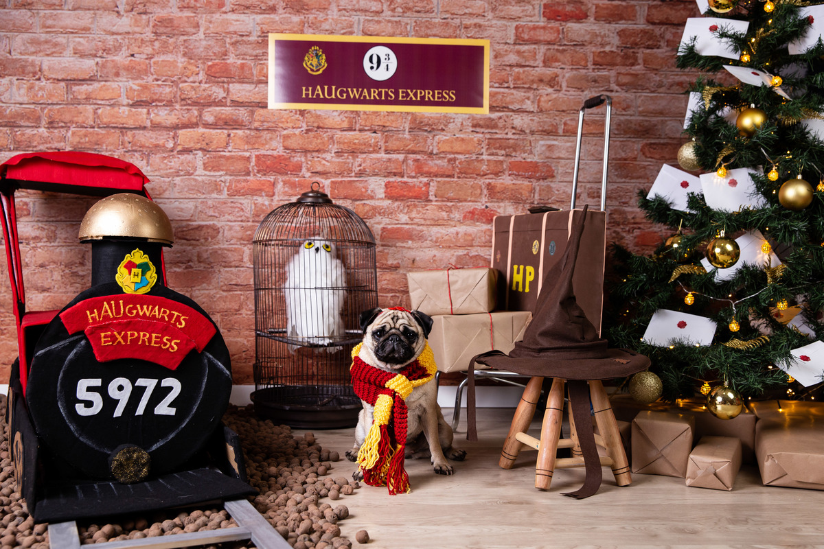 ensaio-natal-fotografia-pet-natalino-harry-potter-fotografa-estudio-campinas