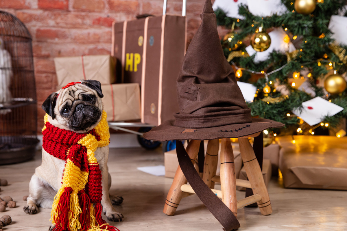 ensaio-natal-fotografia-pet-natalino-harry-potter-fotografa-estudio-campinas