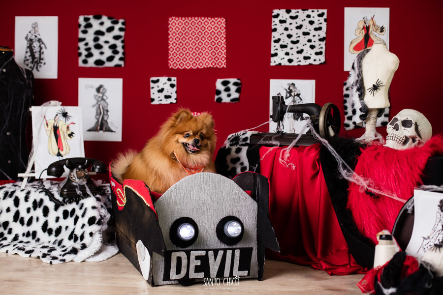 festa pet halloween dia das bruxas padaria pet cambuí campinas ensaio cruella disney santo chico fotografia pet 