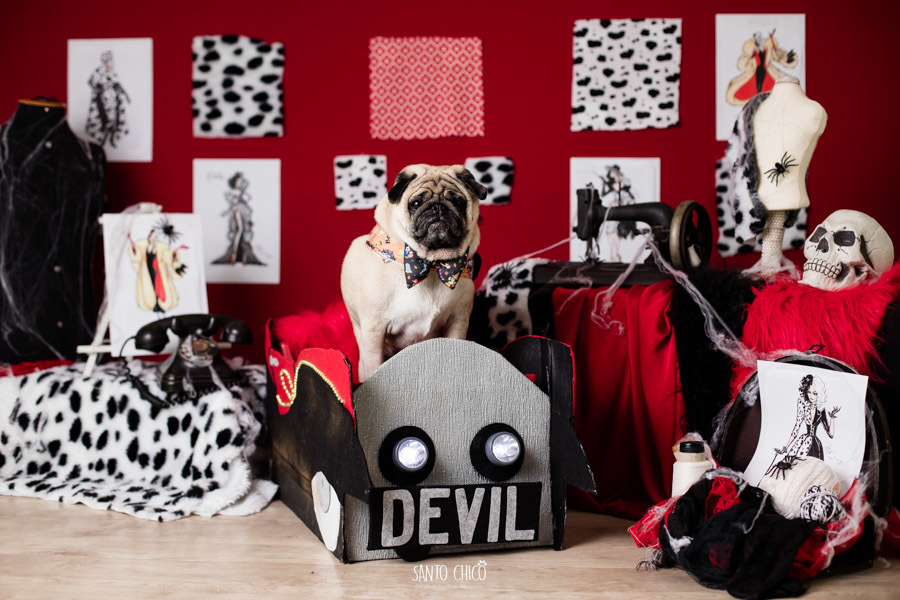 festa pet halloween dia das bruxas padaria pet cambuí campinas ensaio cruella disney santo chico fotografia pet 