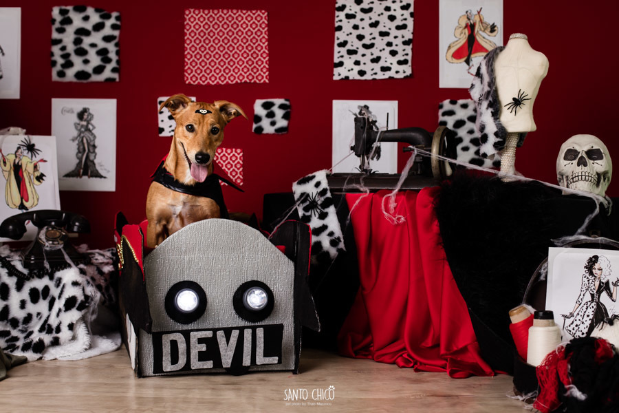 festa pet halloween dia das bruxas padaria pet cambuí campinas ensaio cruella disney santo chico fotografia pet 