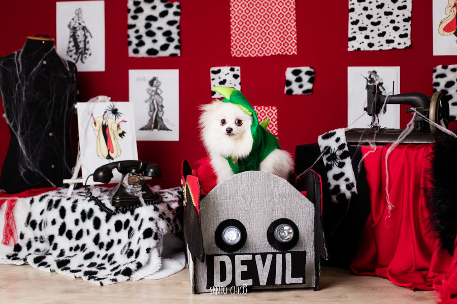 festa pet halloween dia das bruxas padaria pet cambuí campinas ensaio cruella disney santo chico fotografia pet 