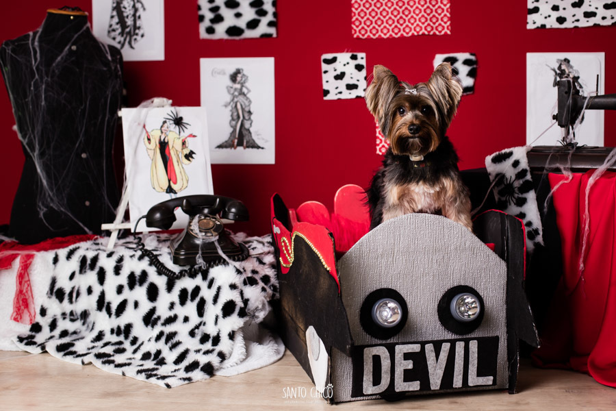 festa pet halloween dia das bruxas padaria pet cambuí campinas ensaio cruella disney santo chico fotografia pet 