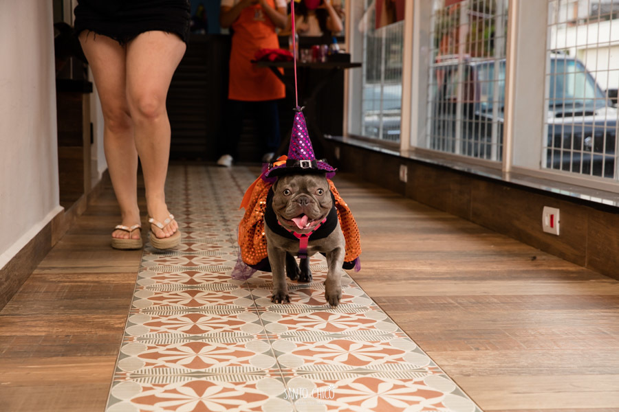 festa pet halloween dia das bruxas padaria pet cambuí campinas ensaio cruella disney santo chico fotografia pet 