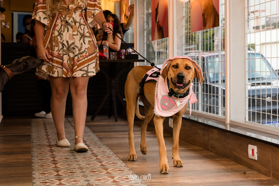 festa pet halloween dia das bruxas padaria pet cambuí campinas ensaio cruella disney santo chico fotografia pet 