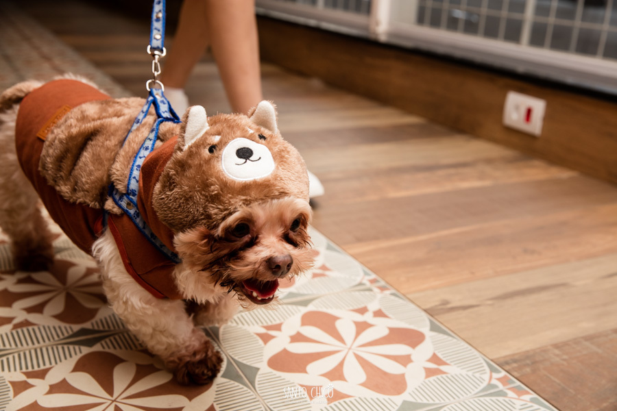 festa pet halloween dia das bruxas padaria pet cambuí campinas ensaio cruella disney santo chico fotografia pet 