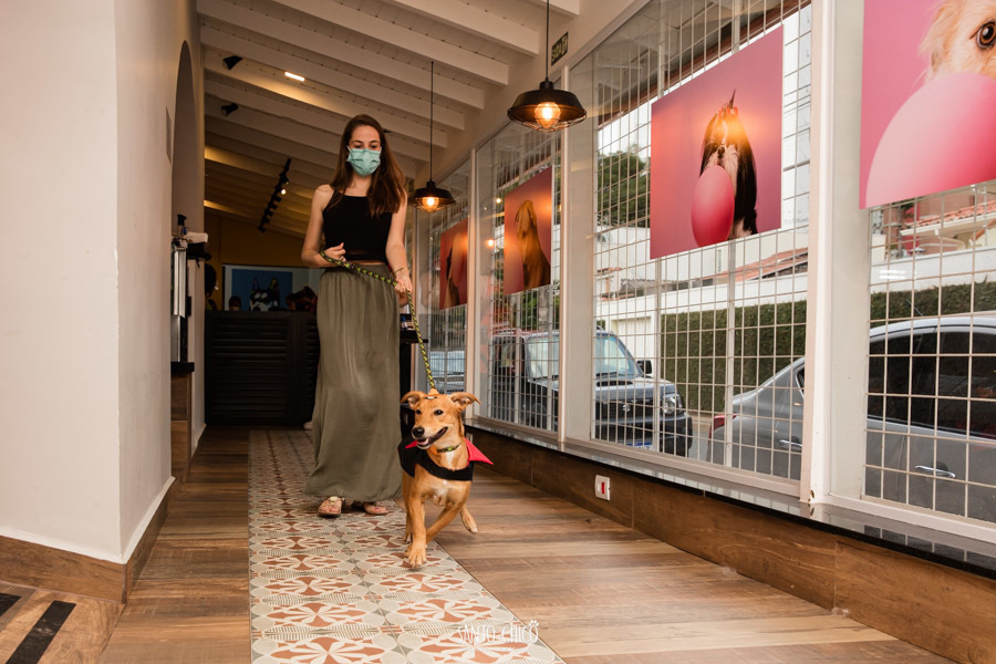 festa pet halloween dia das bruxas padaria pet cambuí campinas ensaio cruella disney santo chico fotografia pet 