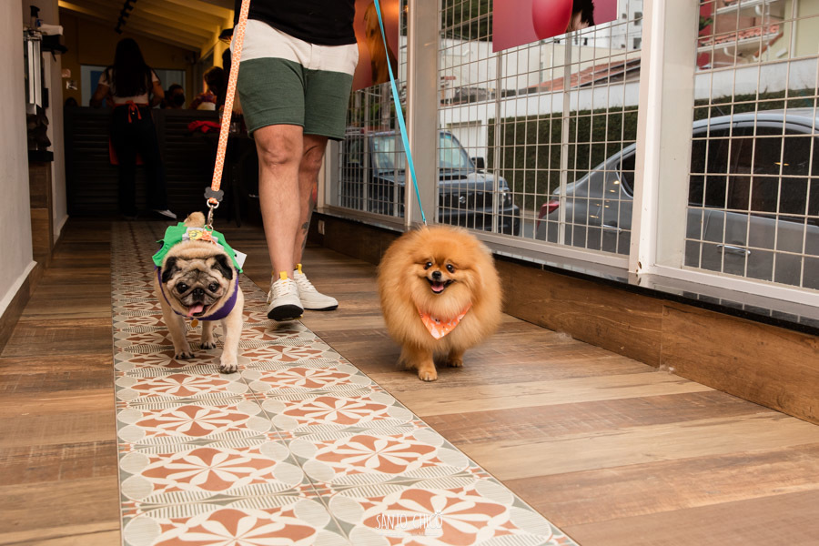 festa pet halloween dia das bruxas padaria pet cambuí campinas ensaio cruella disney santo chico fotografia pet 
