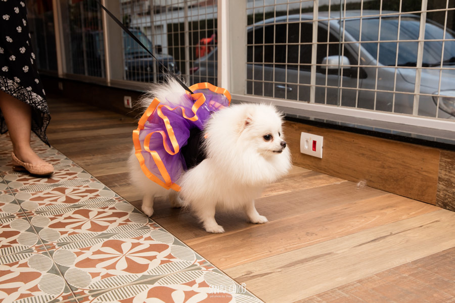 festa pet halloween dia das bruxas padaria pet cambuí campinas ensaio cruella disney santo chico fotografia pet 