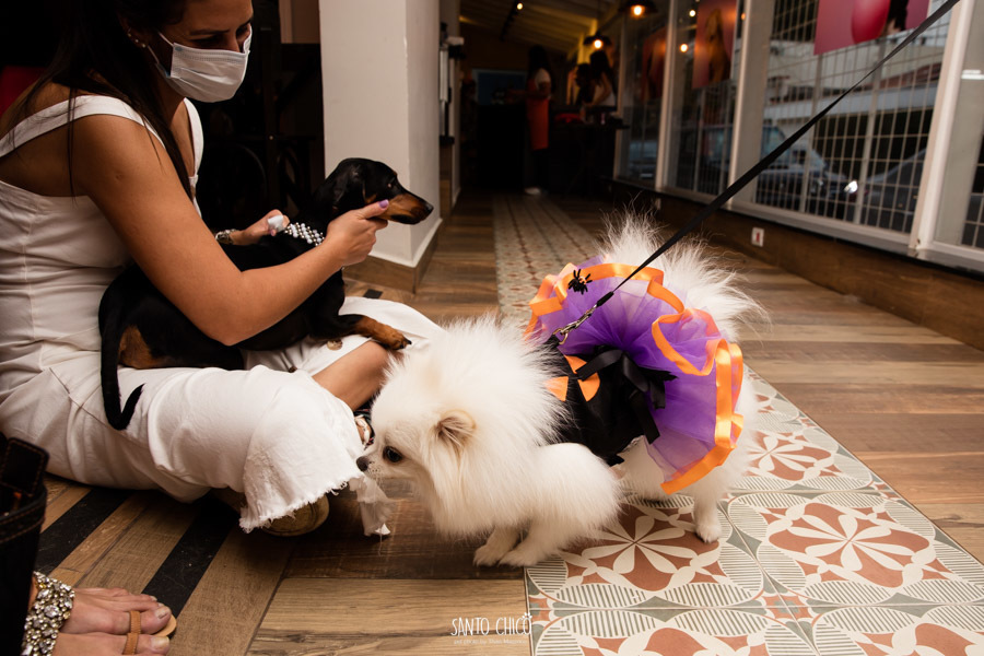 festa pet halloween dia das bruxas padaria pet cambuí campinas ensaio cruella disney santo chico fotografia pet 
