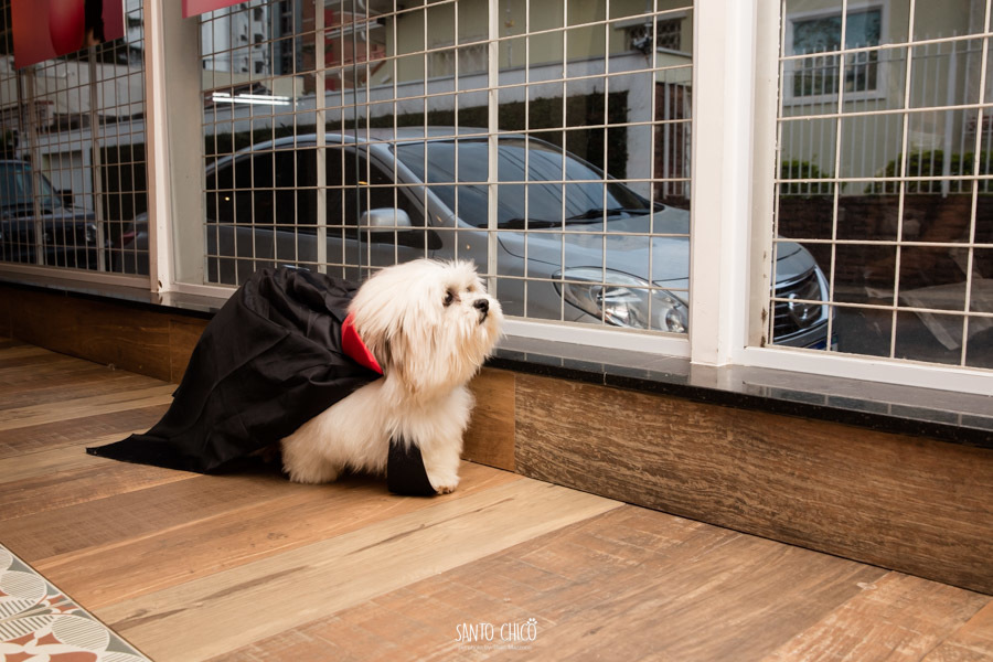 festa pet halloween dia das bruxas padaria pet cambuí campinas ensaio cruella disney santo chico fotografia pet 