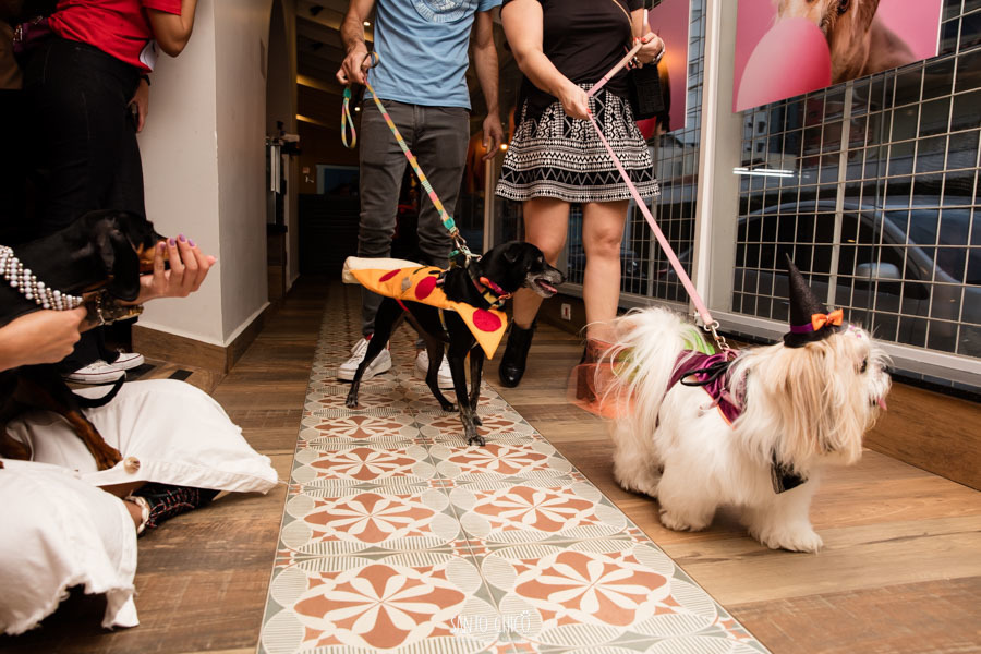 festa pet halloween dia das bruxas padaria pet cambuí campinas ensaio cruella disney santo chico fotografia pet 