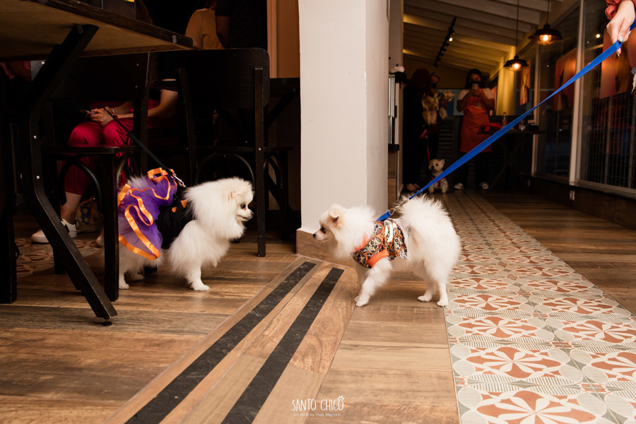 festa pet halloween dia das bruxas padaria pet cambuí campinas ensaio cruella disney santo chico fotografia pet 