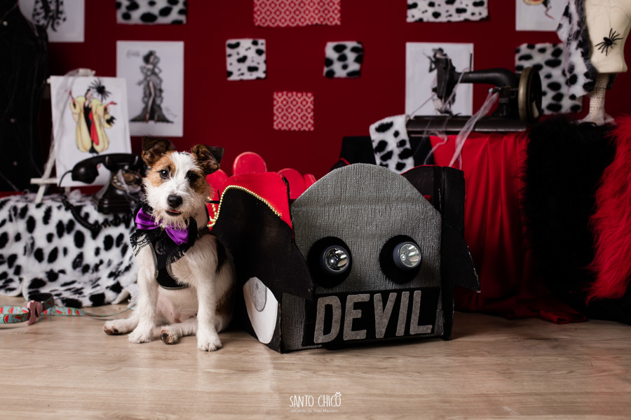 festa pet halloween dia das bruxas padaria pet cambuí campinas ensaio cruella disney santo chico fotografia pet 