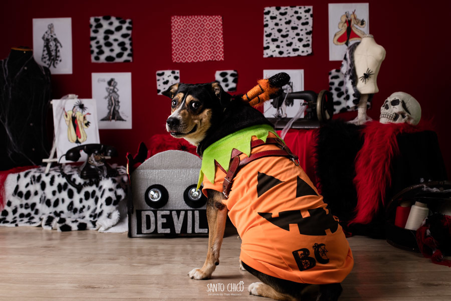 festa pet halloween dia das bruxas padaria pet cambuí campinas ensaio cruella disney santo chico fotografia pet 