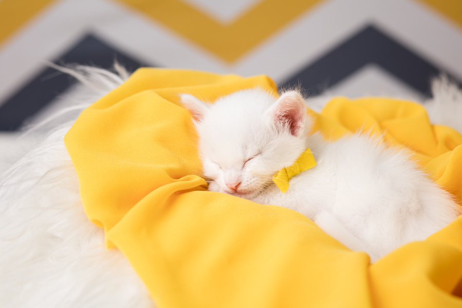 newborn new born pet filhote recém nascido criador responsável campinas bebês gatil canil gatinhos fotografa pet campinas fotografia animal