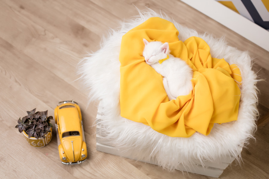 newborn new born pet filhote recém nascido criador responsável campinas bebês gatil canil gatinhos fotografa pet campinas fotografia animal