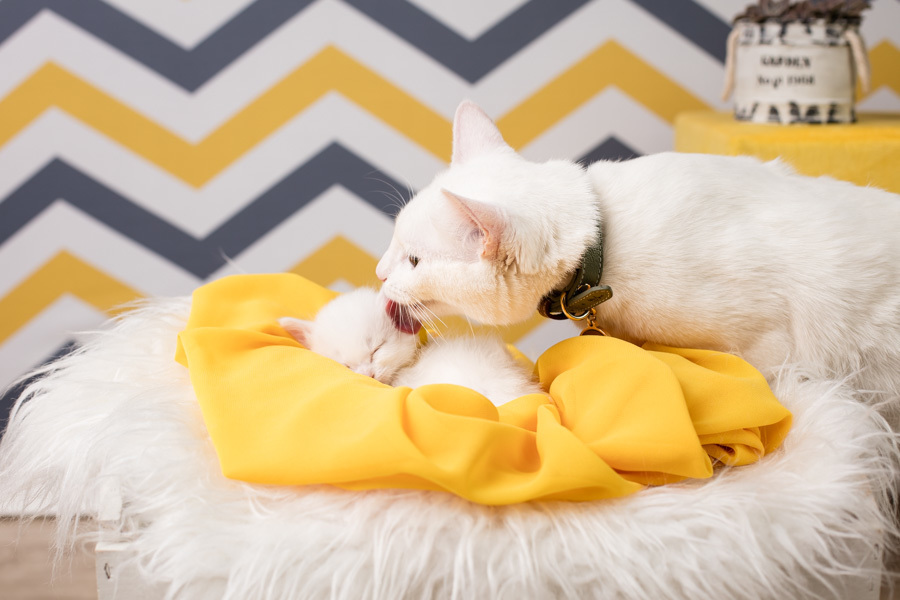 newborn new born pet filhote recém nascido criador responsável campinas bebês gatil canil gatinhos fotografa pet campinas fotografia animal