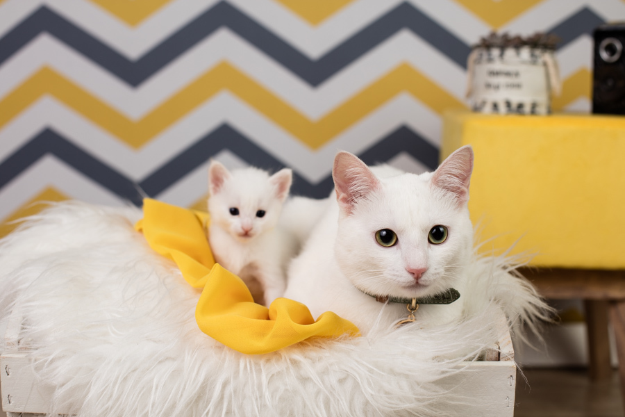 newborn new born pet filhote recém nascido criador responsável campinas bebês gatil canil gatinhos fotografa pet campinas fotografia animal