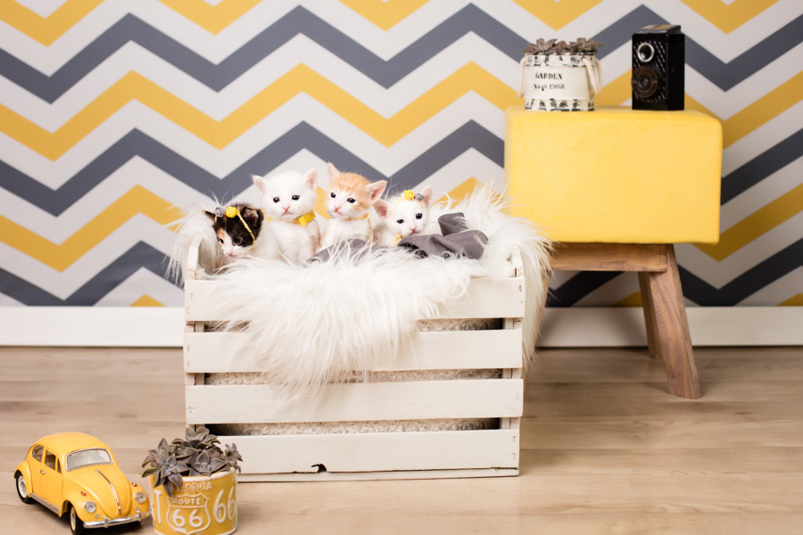 newborn new born pet filhote recém nascido criador responsável campinas bebês gatil canil gatinhos fotografa pet campinas fotografia animal