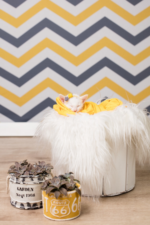 newborn new born pet filhote recém nascido criador responsável campinas bebês gatil canil gatinhos fotografa pet campinas fotografia animal