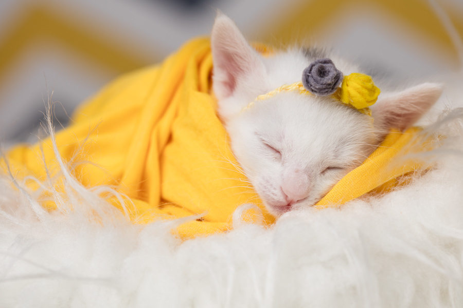 newborn new born pet filhote recém nascido criador responsável campinas bebês gatil canil gatinhos fotografa pet campinas fotografia animal