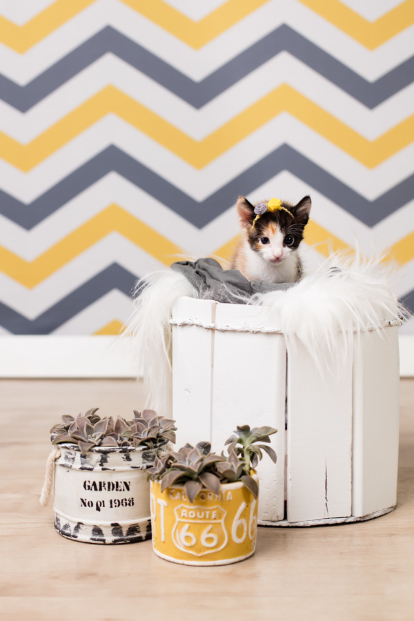 newborn new born pet filhote recém nascido criador responsável campinas bebês gatil canil gatinhos fotografa pet campinas fotografia animal