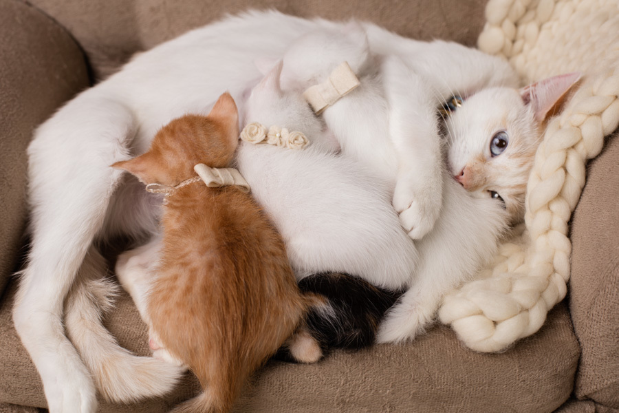 newborn new born pet filhote recém nascido criador responsável campinas bebês gatil canil gatinhos fotografa pet campinas fotografia animal