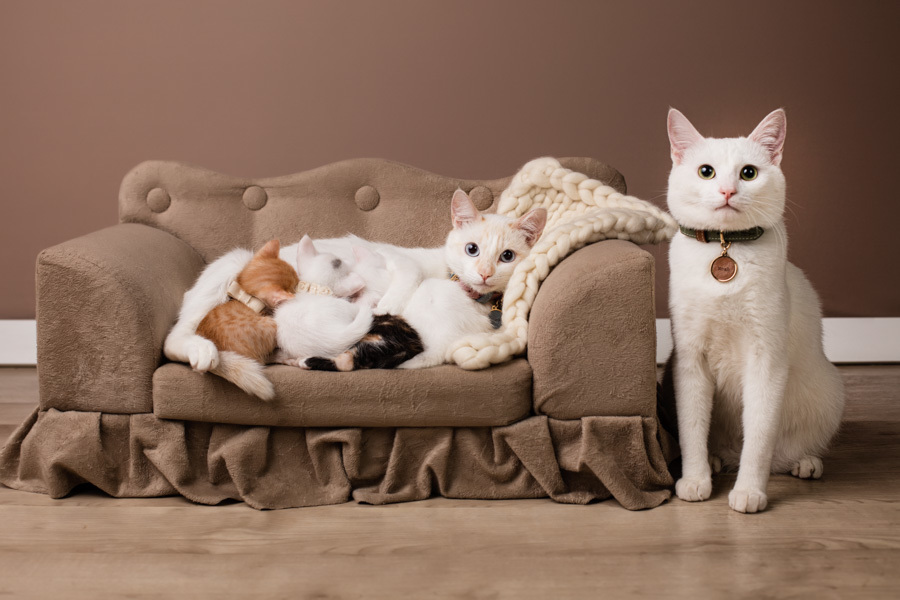 newborn new born pet filhote recém nascido criador responsável campinas bebês gatil canil gatinhos fotografa pet campinas fotografia animal