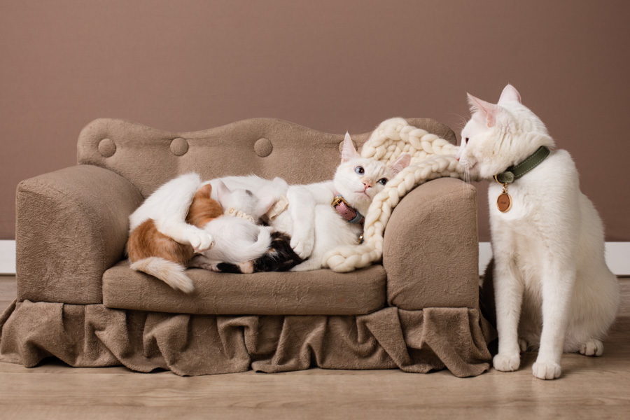 newborn new born pet filhote recém nascido criador responsável campinas bebês gatil canil gatinhos fotografa pet campinas fotografia animal