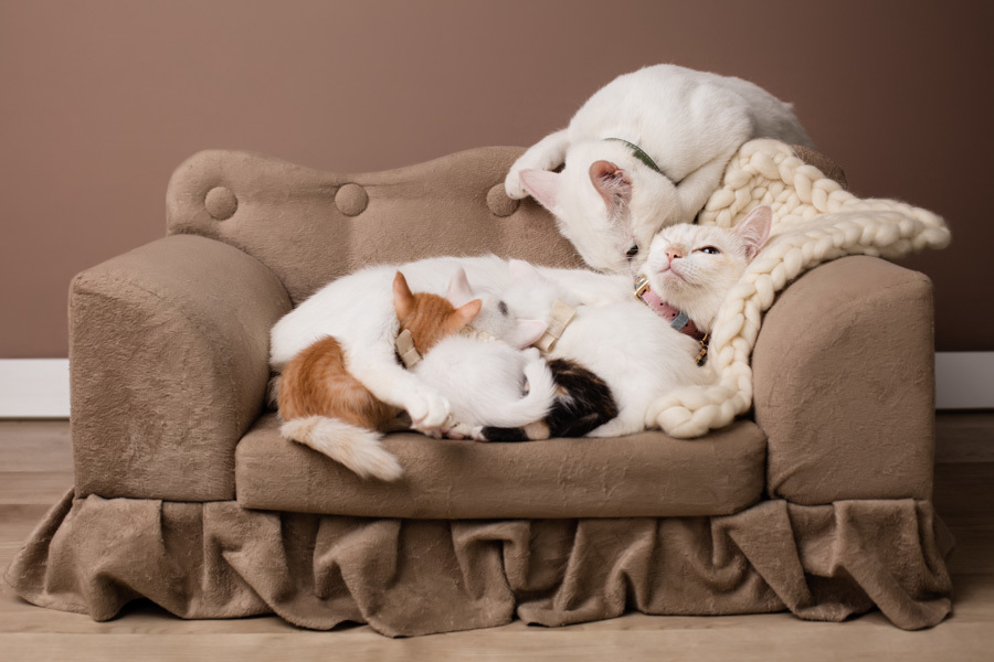 newborn new born pet filhote recém nascido criador responsável campinas bebês gatil canil gatinhos fotografa pet campinas fotografia animal