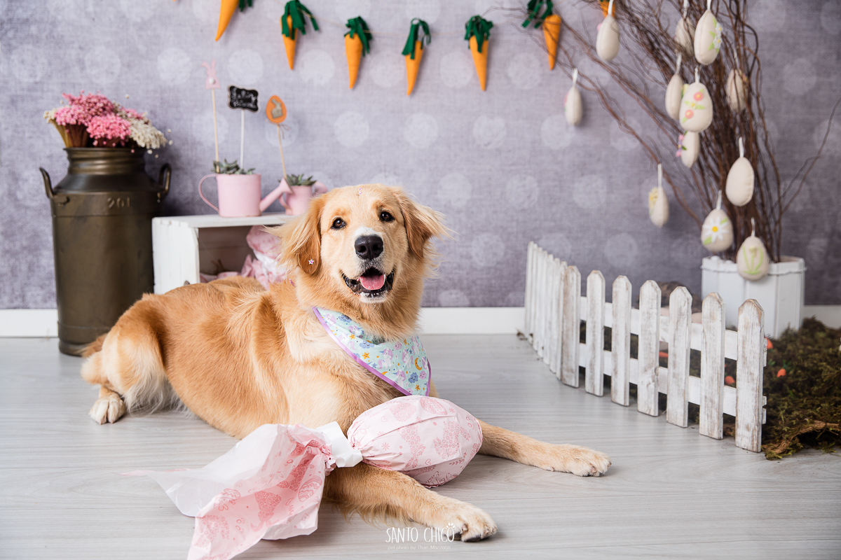 ensaio-tematico-fotografia-pet-cenario-pascoa-cachorro-coelho