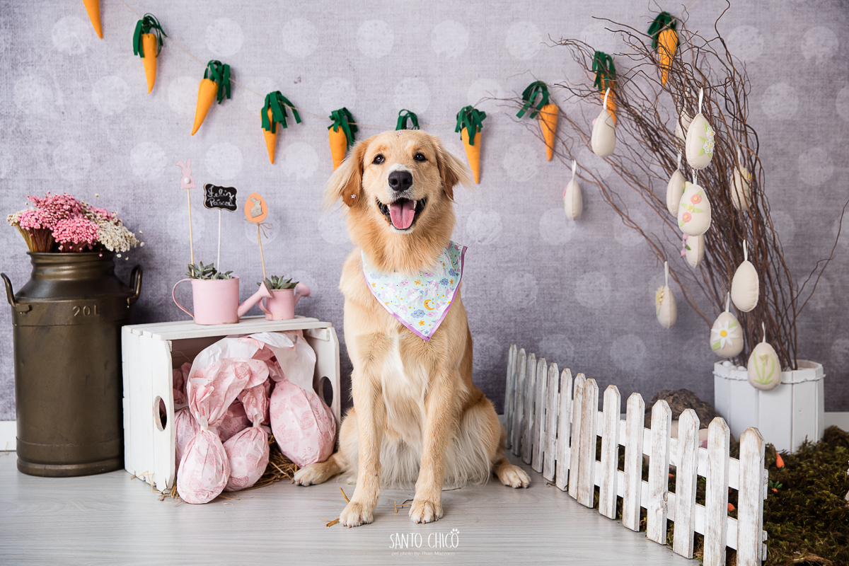 ensaio-tematico-fotografia-pet-cenario-pascoa-cachorro-coelho