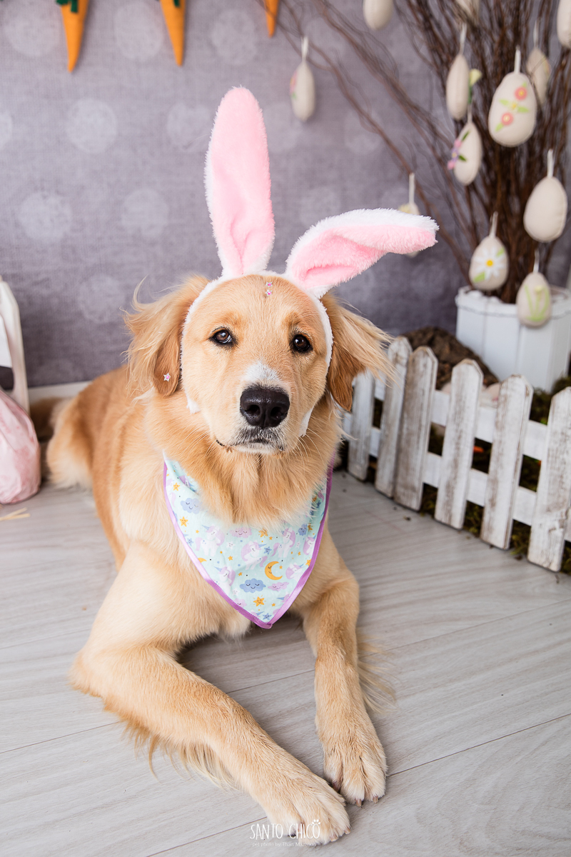 ensaio-tematico-fotografia-pet-cenario-pascoa-cachorro-coelho