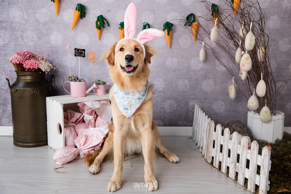 ensaio-tematico-fotografia-pet-cenario-pascoa-cachorro-coelho