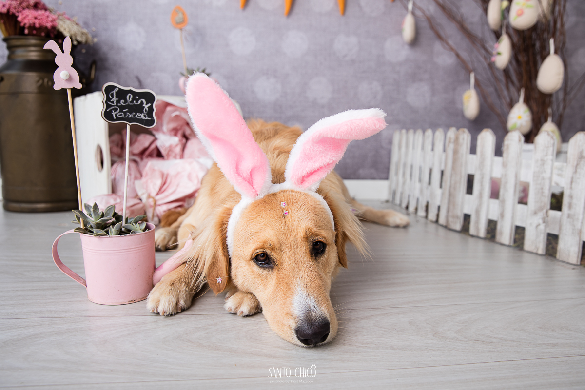 ensaio-tematico-fotografia-pet-cenario-pascoa-cachorro-coelho