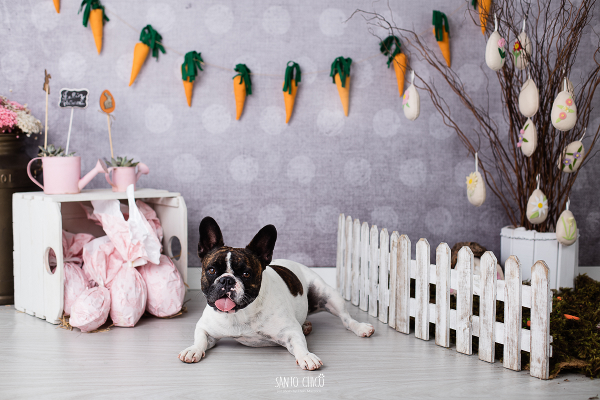 ensaio-tematico-fotografia-pet-cenario-pascoa-cachorro-coelho