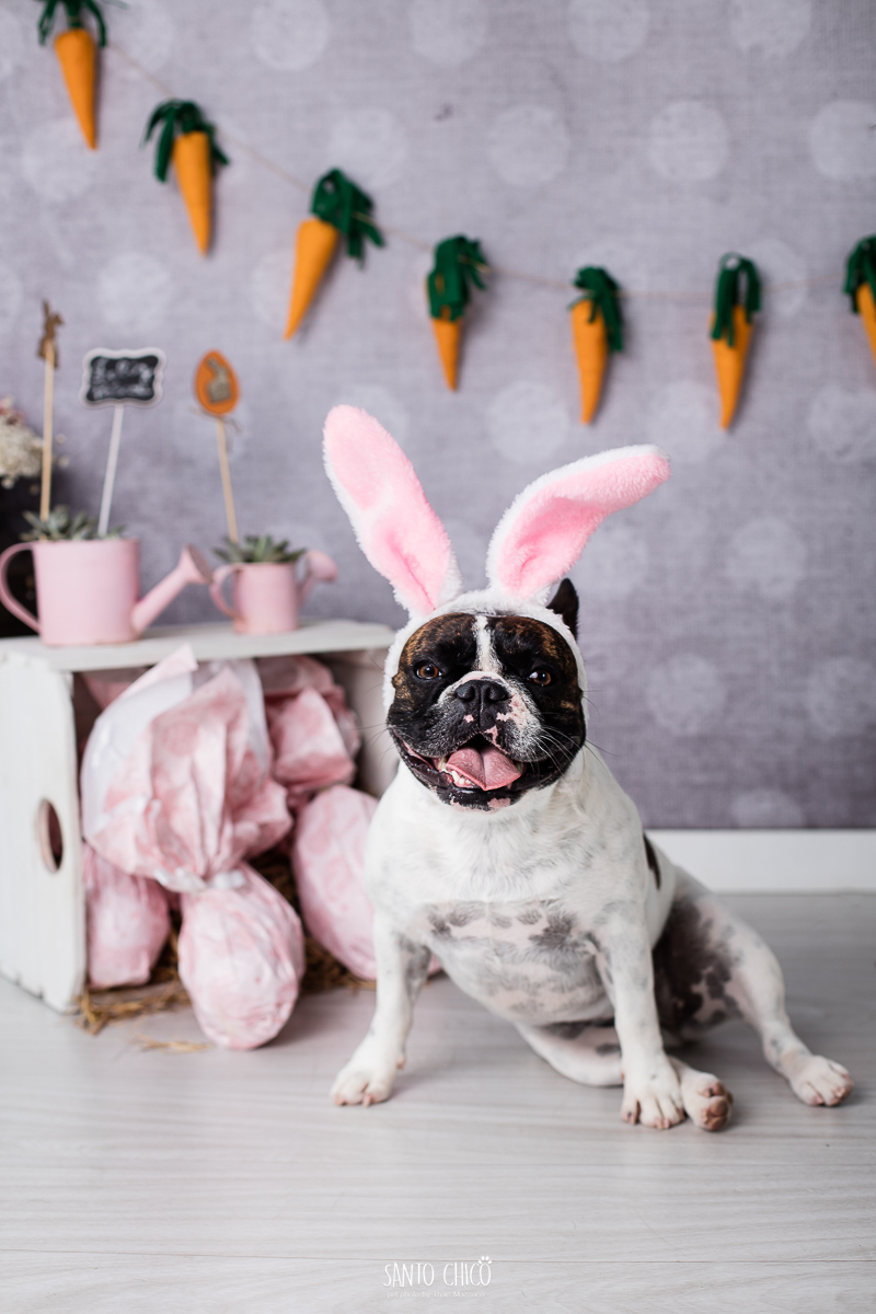 ensaio-tematico-fotografia-pet-cenario-pascoa-cachorro-coelho